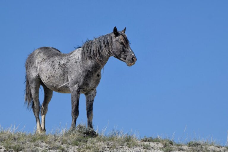 nokota-horse-breed-guide