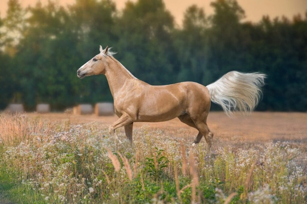 Palomino Horse Guide: Characteristics, Genetics, Health & Nutrition