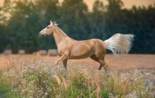 palomino-horse-breed-guide