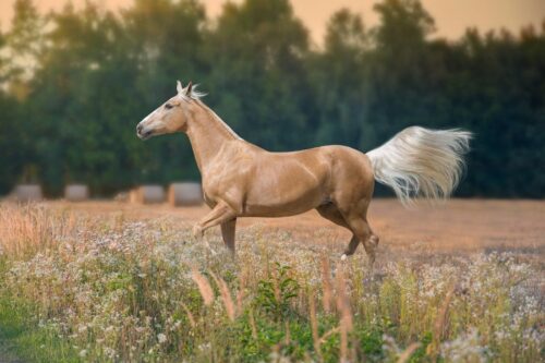 palomino-horse-breed-guide