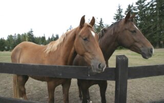 racking-horse-breed-profile