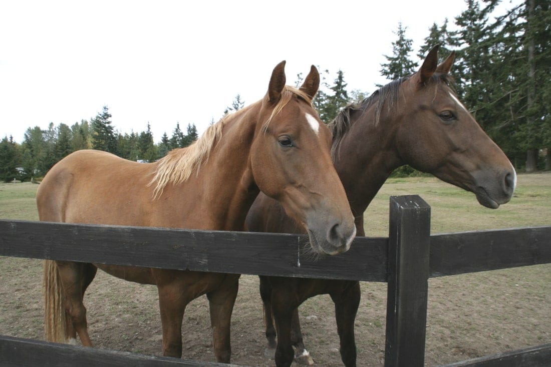 Racking Horse Breed Guide: Characteristics, Health & Nutrition