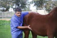 Rectal Examinations for Horses: A Veterinarian’s Guide to Diagnosing Lower Abdominal Issues