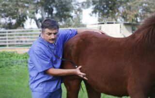 rectal-examinations-for-horses