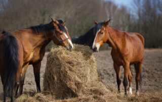 risks-of-feeding-moldy-hay-to-horses