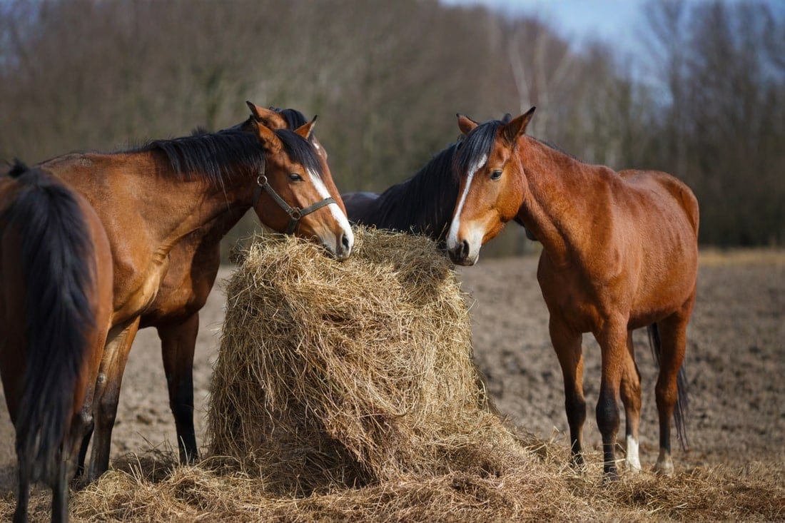 Is Moldy Hay Dangerous for Horses? How to Identify Mold & Manage Exposure