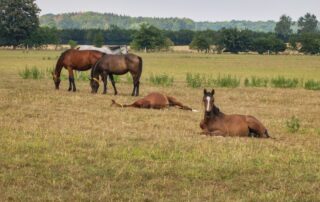 about-equine-sleep