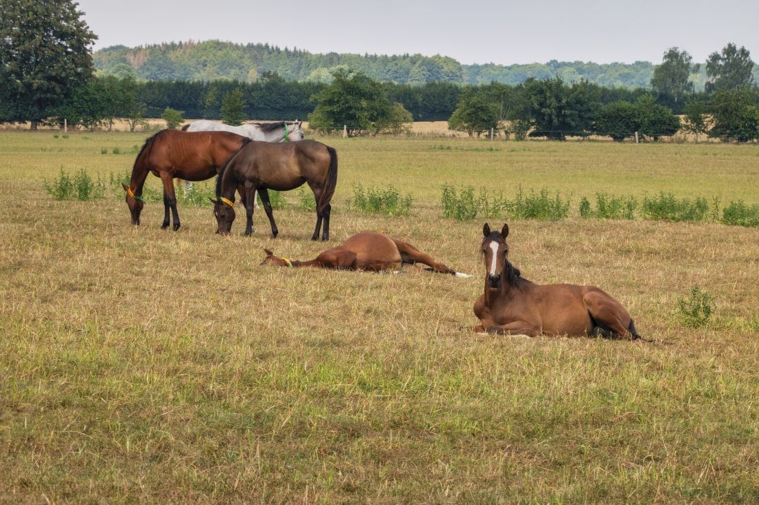 Can Horses Sleep Standing Up and with Their Eyes Open? Guide to Equine Sleep Patterns