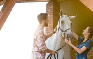 arthroscopy-for-horses