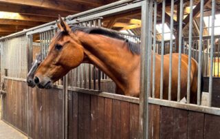 best stall gates for horse barns