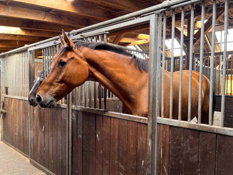 best stall gates for horse barns