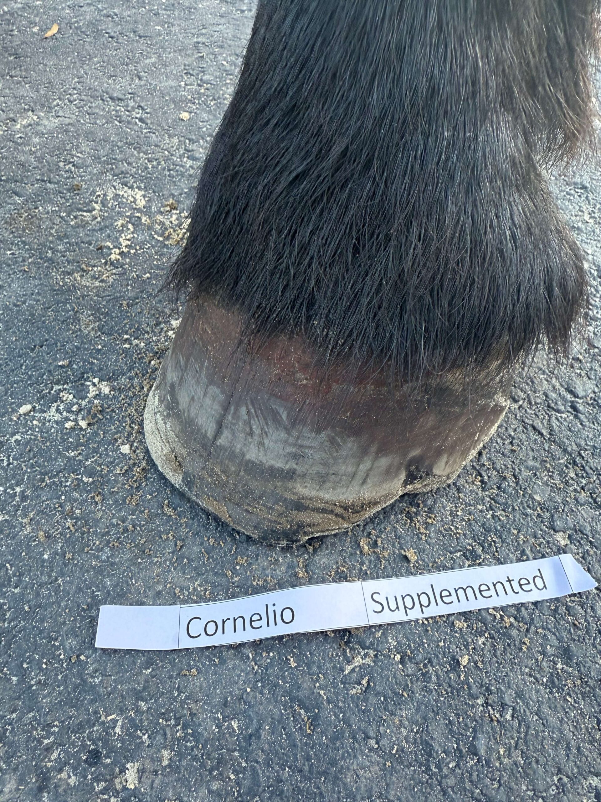 cornelio's hoof, before