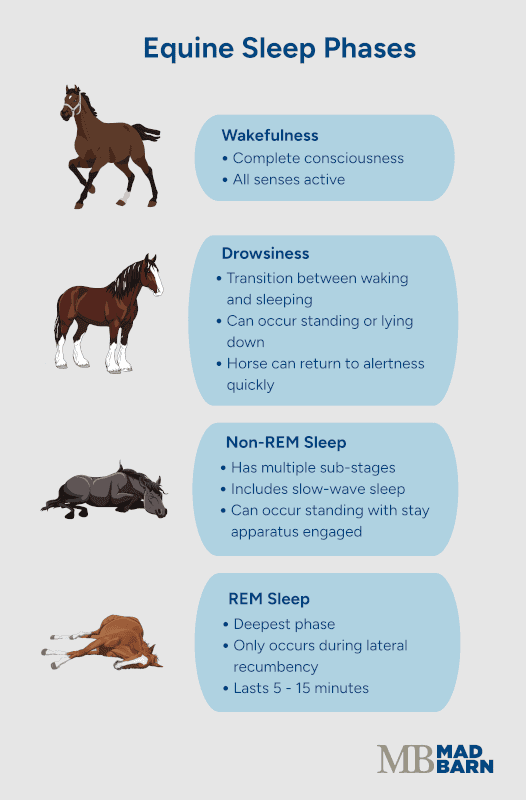 equine sleep phases