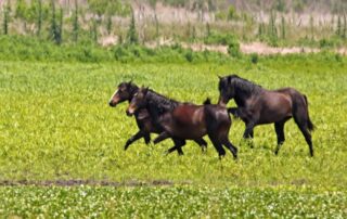 florida-cracker-horse-breed-profile