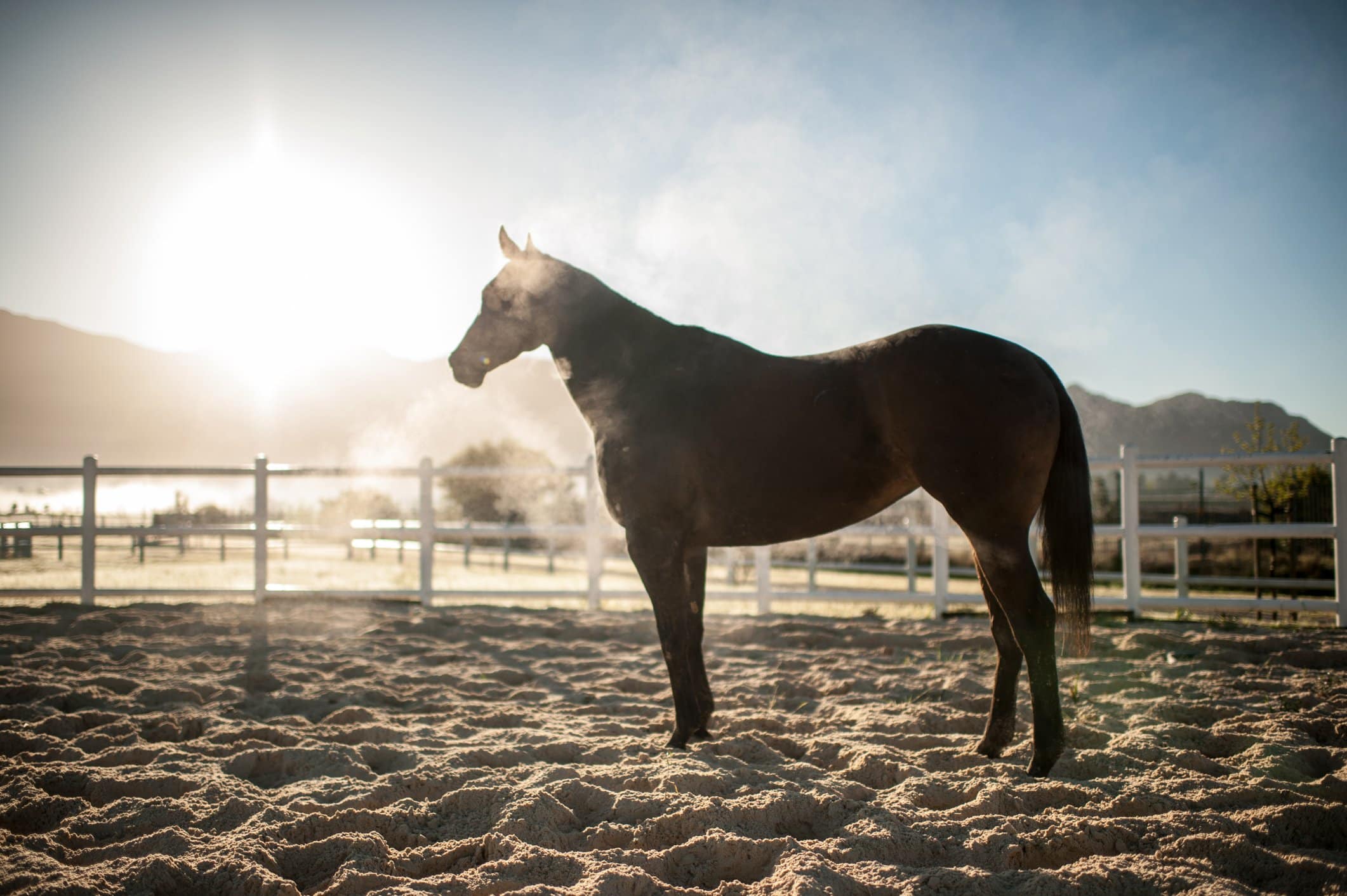 Jackie Pelosi-Harris - Equine Massage Therapist