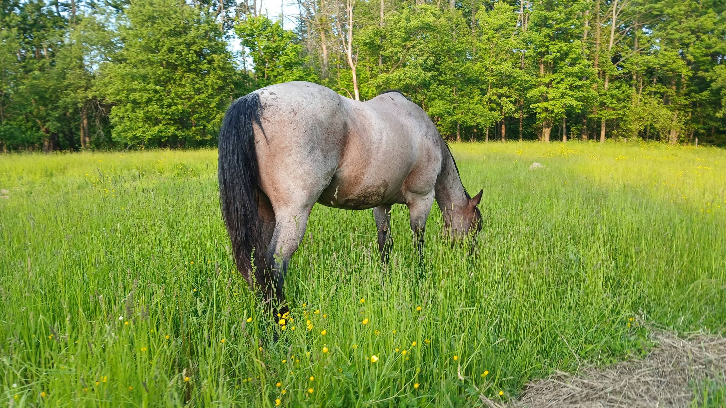 Horse featured in Anne Chartier's Omneity testimonial