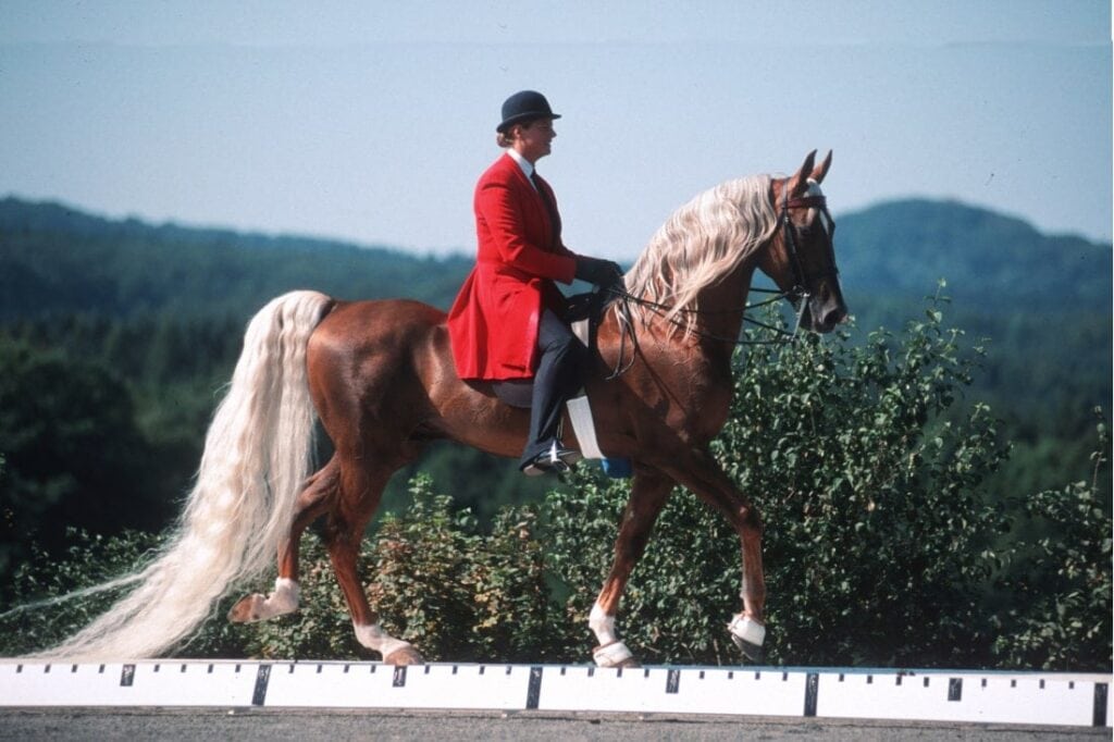 Saddle Seat Horse Riding: History, Competition & Rules
