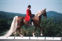Saddle Seat Horse Riding: History, Competition & Rules
