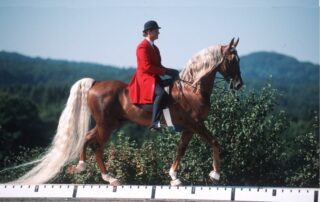 saddle-seat-discipline-guide_
