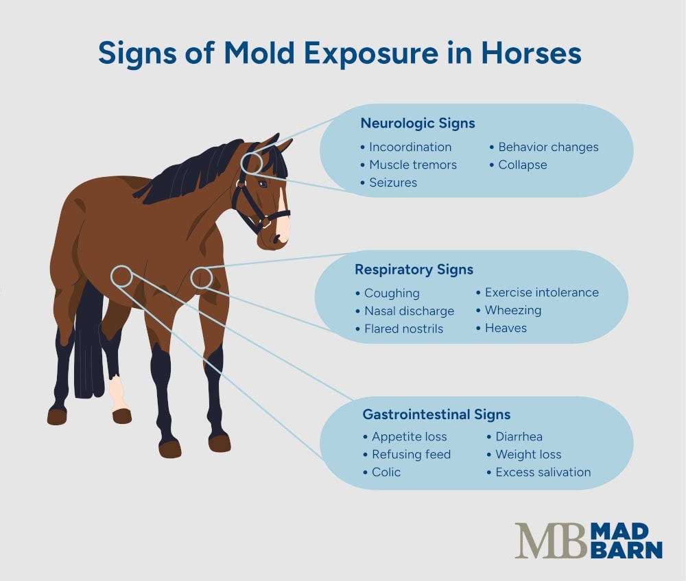 signs of mold exposure in horses