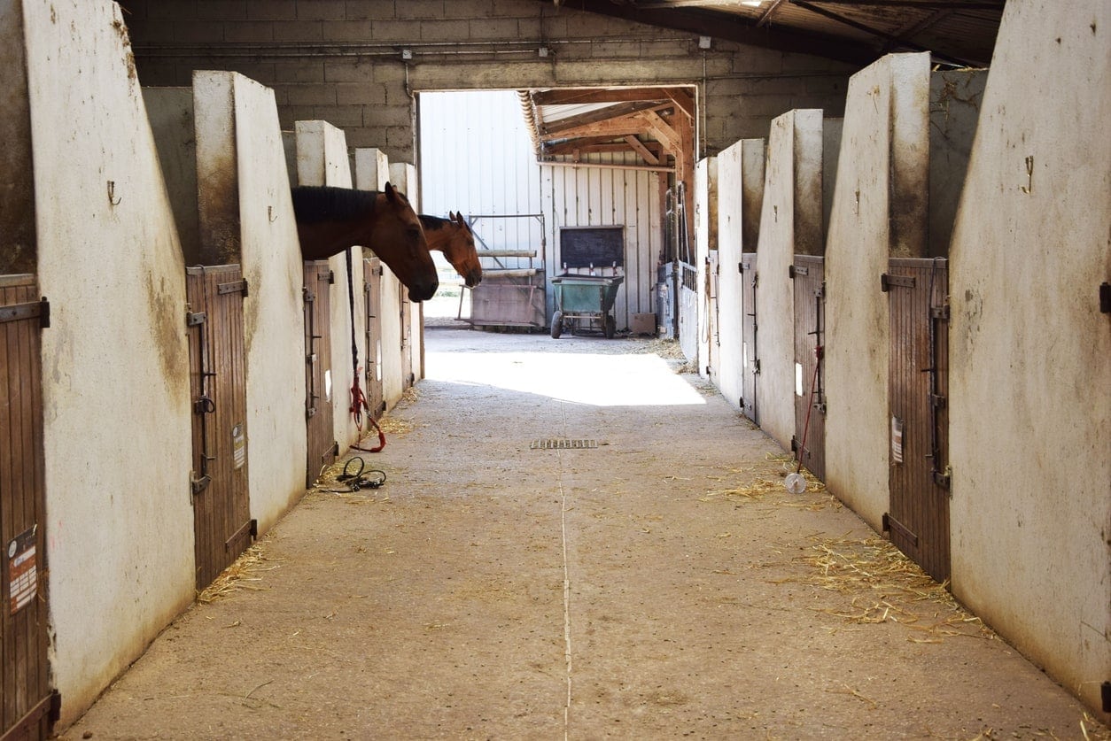 solid panel horse stall gate