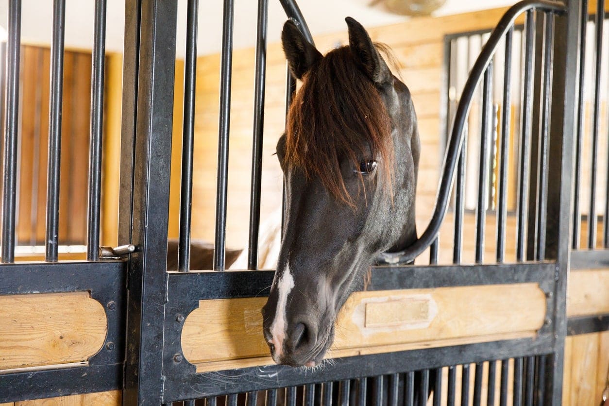 bar panel horse stall gate