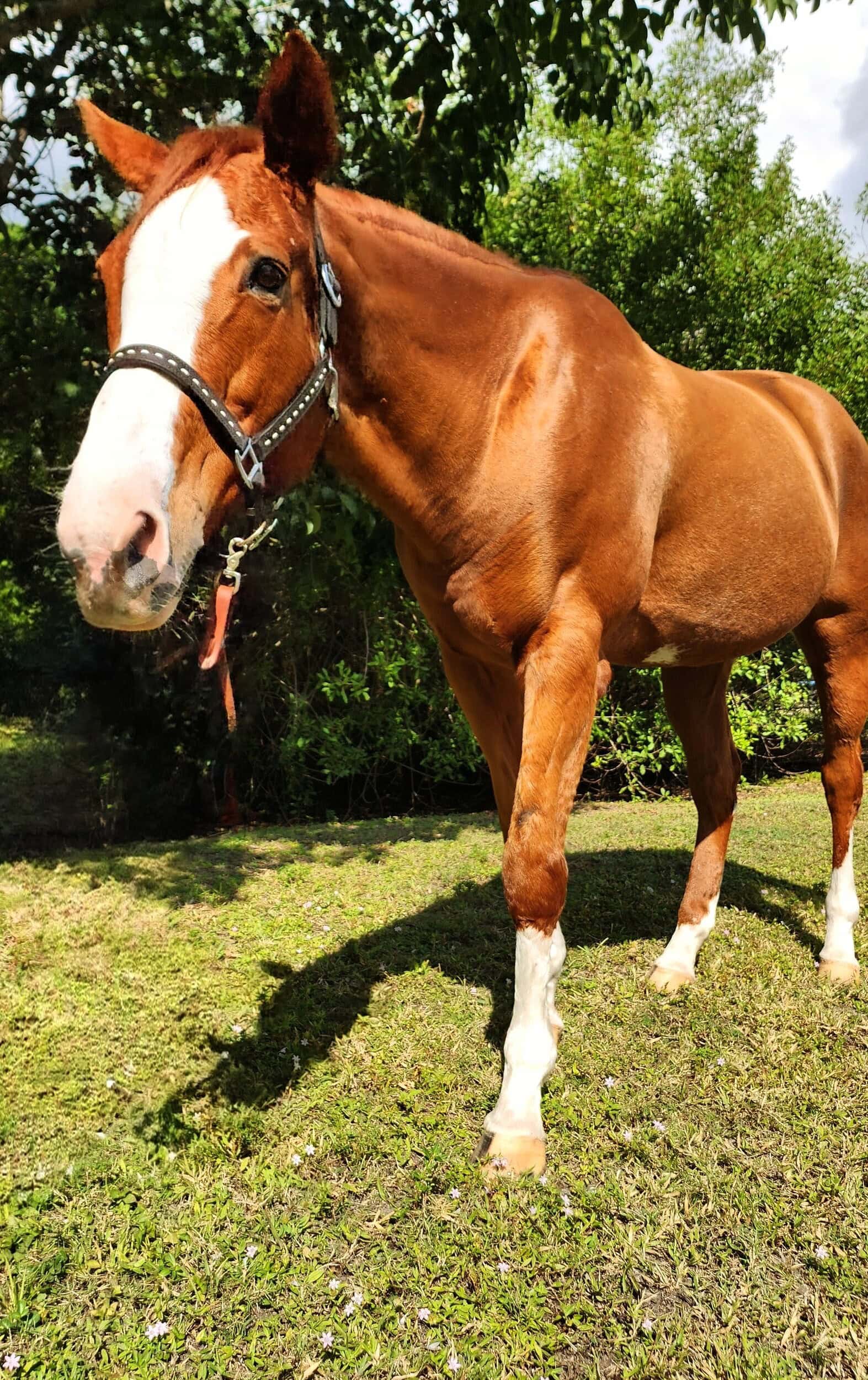 Tina Costa's mare after feeding Omneity