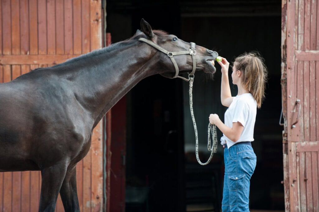 The Four Quadrants of Horse Training: Understanding R+, R-, P+ & P-