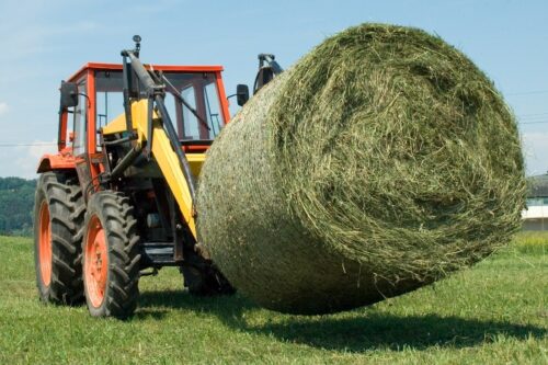 bahaigrass-hay-profile