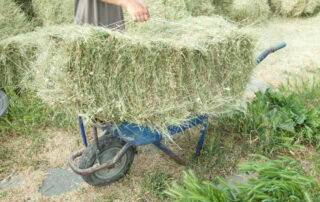 bermudagrass-hay-for-horses