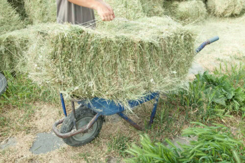 bermudagrass-hay-for-horses
