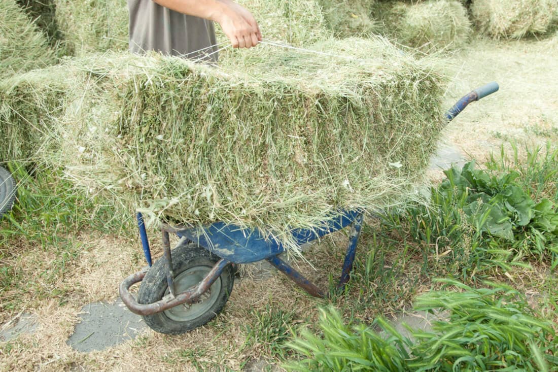 Bermudagrass Hay for Horses: Nutrition Profile & Feeding Guide