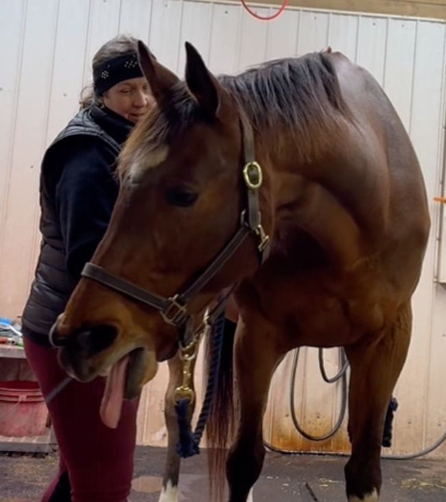 Jackie Zions - Equine Bodywork