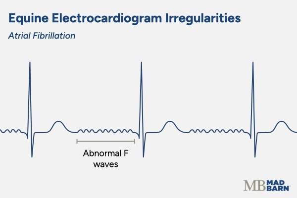 equine ecg graph showing atrial fibrillation