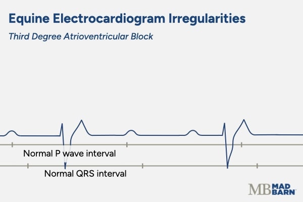 equine ecg graph showing third degree atrioventricular block