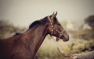 guide-to-halters-for-horses