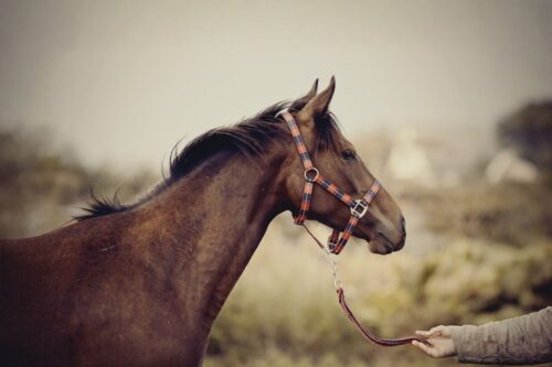guide-to-halters-for-horses