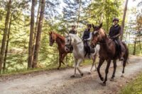 Guide to Trail Riding With Your Horse: How to Ensure a Safe, Rewarding Hack