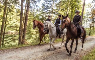 guide-to-trail-riding-with-your-horse