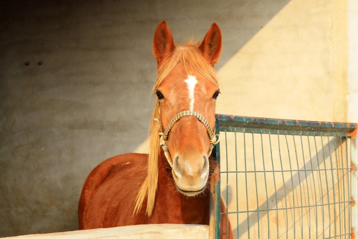 mesh panel horse stall gate