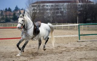 how-to-cool-down-a-horse-after-training