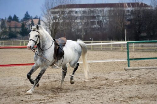 how-to-cool-down-a-horse-after-training