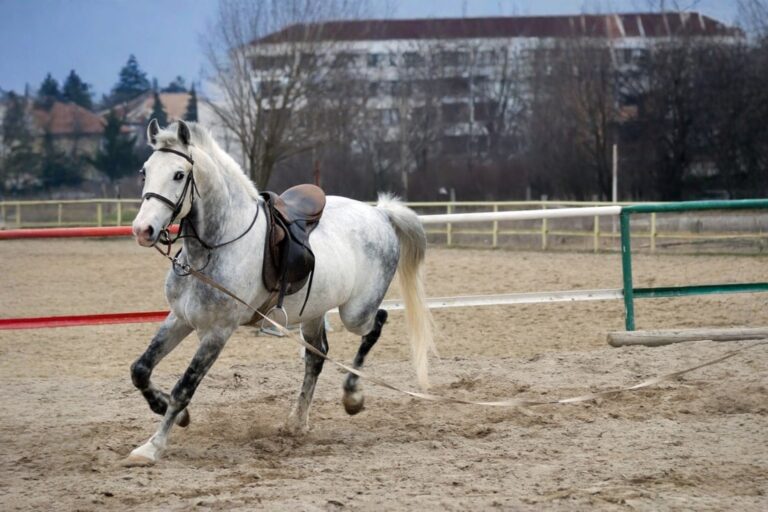 how-to-cool-down-a-horse-after-training