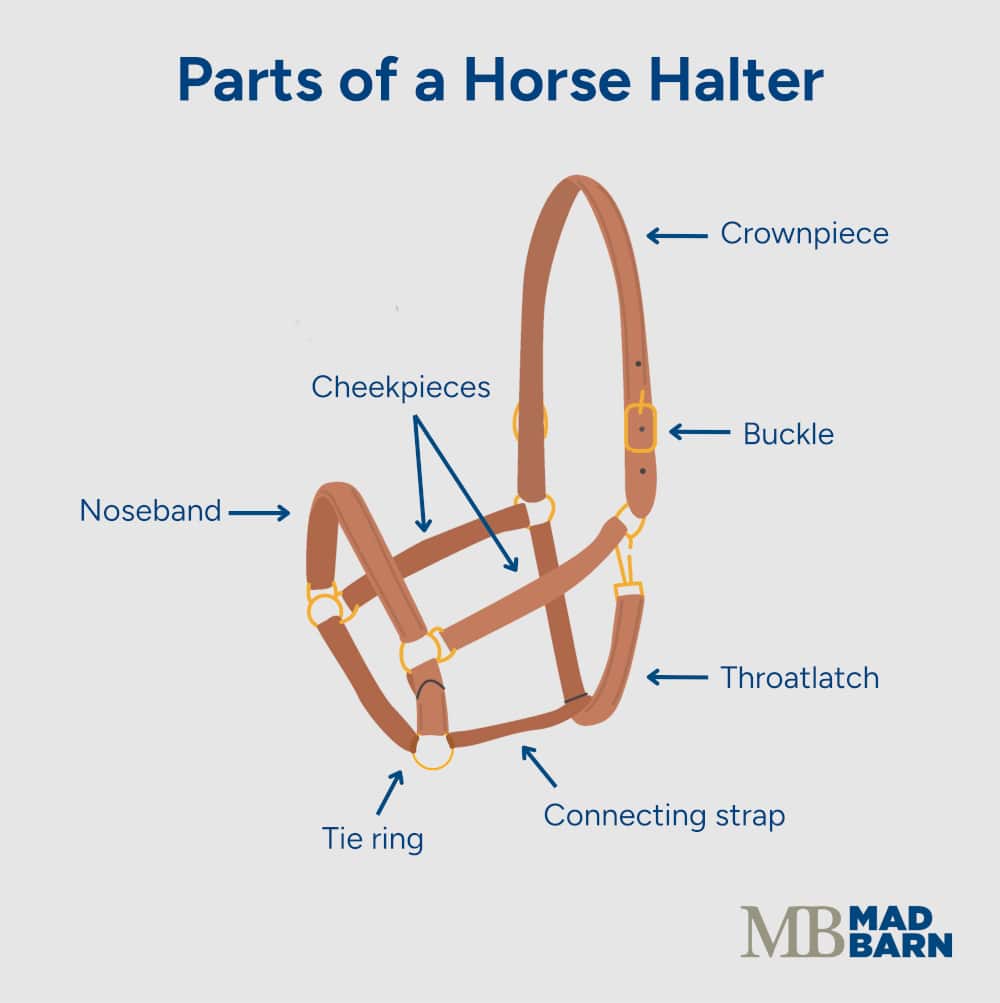 parts of a horse halter