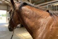 Raised Bumps on a Horse’s Skin: Hives & Wheals Explained