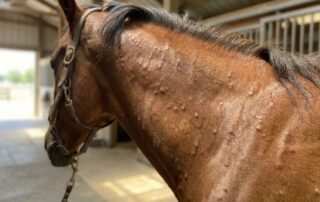 raised bumps on horse's skin - wheals