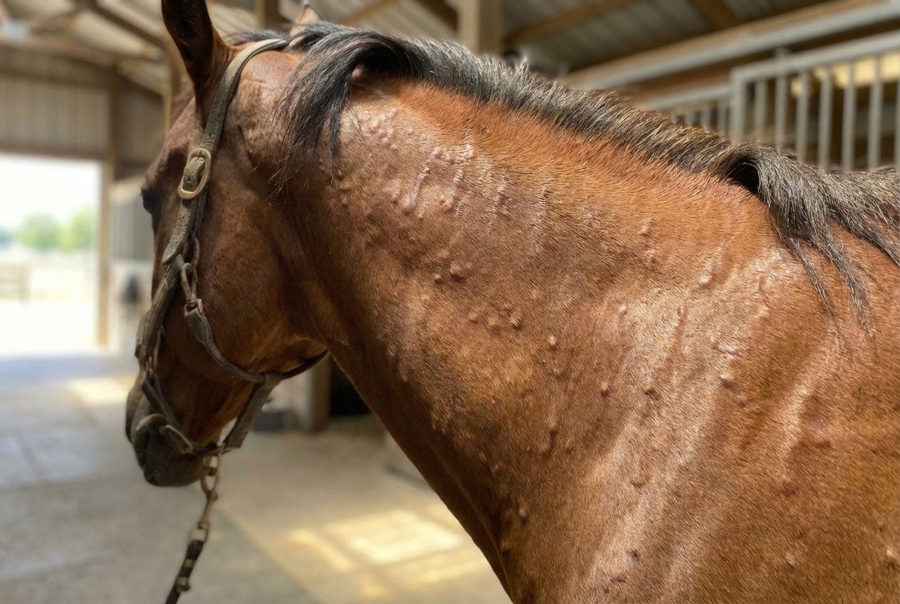 Raised Bumps on a Horse’s Skin: Hives & Wheals Explained