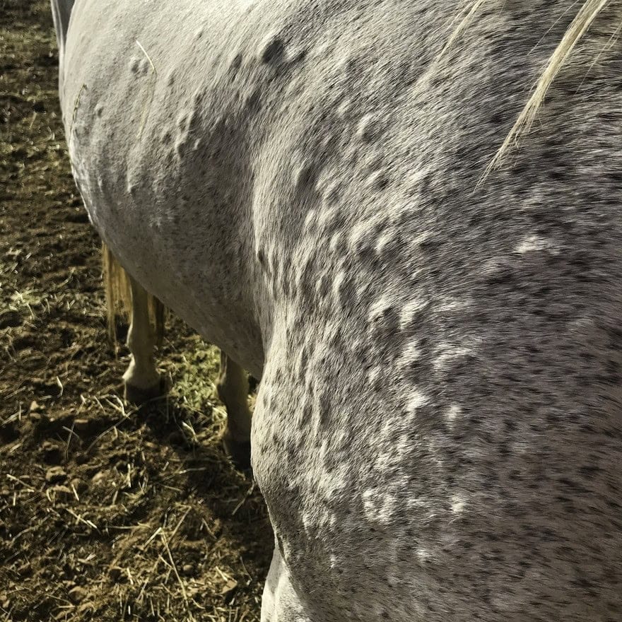 Picture of Hives - Raised Bumps on a Horse's Skin