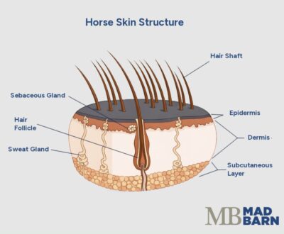 | Mad Barn USA A cross-section anatomical diagram of horse skin