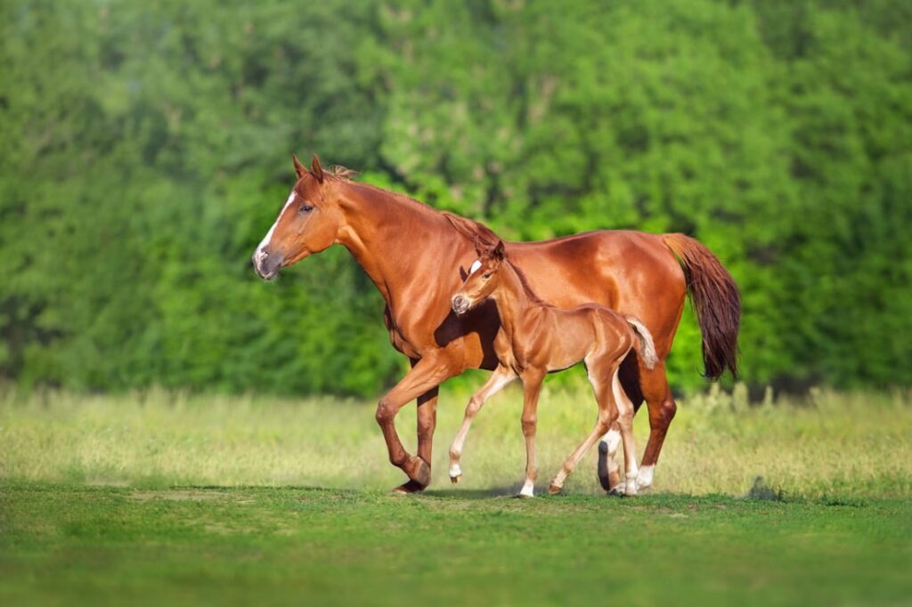 Threadworms (Strongyloides Westeri) in Horses: Symptoms, Risk Factors & Treatment